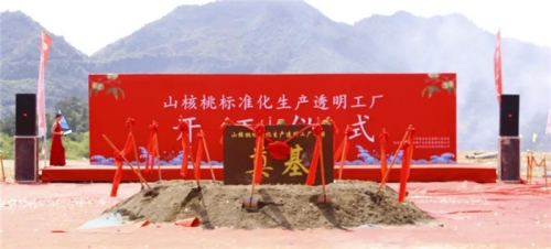 【一线投影】临安区年产10000吨山核桃标准化生产透明工厂项目开工  ！